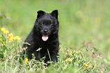 SCHIPPERKE 279